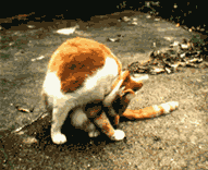 Image of a Cat