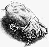 drawing of a dust mite