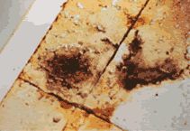 image of mold on floor